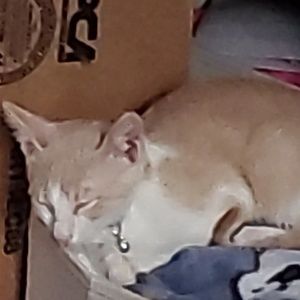 Meet your Posher, Antoinette